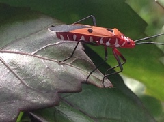 Dysdercus cingulatus