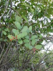 Psittacanthus biternatus