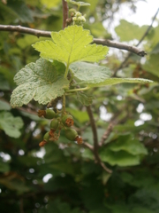 Ribes ciliatum
