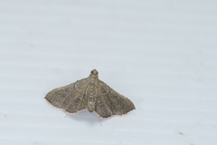 Endotricha nicobaralis