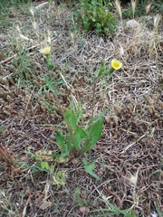 Sonchus oleraceus