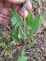 Sonchus oleraceus