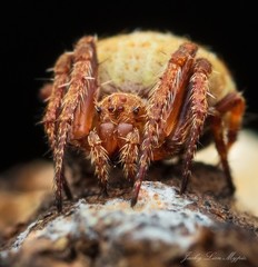 Araneus acuminatus
