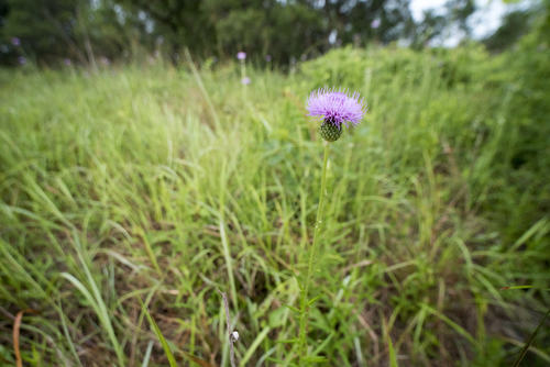 Cirsium lineare, photograph 4