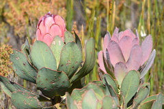 Protea grandiceps