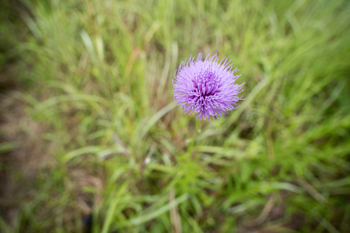 Cirsium lineare, photograph 3