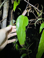 Parsonsia brisbanensis