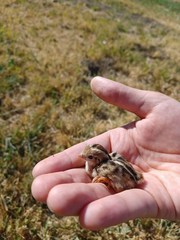 Callipepla californica