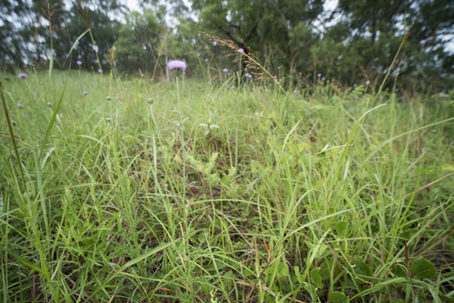 Cirsium lineare, photograph 5