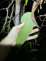 Parsonsia brisbanensis