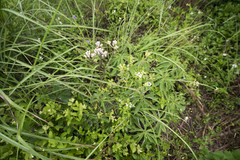 Syneilesis hayatae