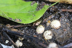 Amara impuncticollis