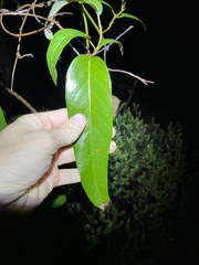 Parsonsia brisbanensis