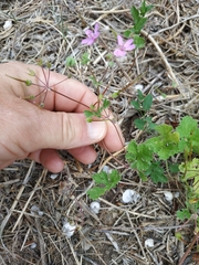 Erodium malacoides
