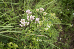 Syneilesis hayatae