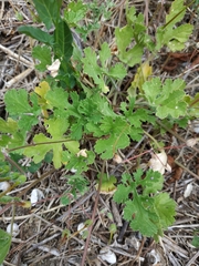 Erodium malacoides