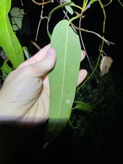 Parsonsia brisbanensis