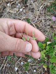 Erodium malacoides