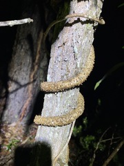 Parsonsia brisbanensis