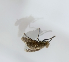 Platystoma seminationis