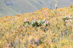 Protea grandiceps