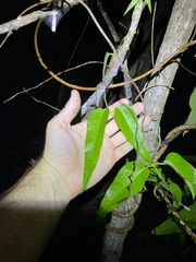 Parsonsia brisbanensis