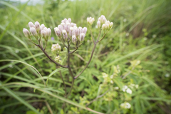 Syneilesis hayatae