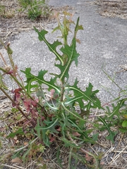 Lactuca serriola