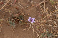 Erodium brachycarpum