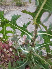 Lactuca serriola