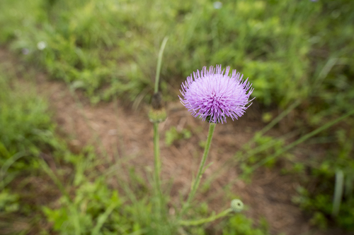 Cirsium lineare, photograph 2