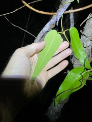 Parsonsia brisbanensis