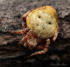 Araneus acuminatus