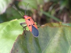 Dysdercus cingulatus