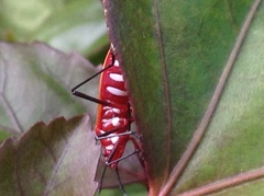 Dysdercus cingulatus