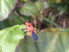 Dysdercus cingulatus