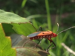 Dysdercus cingulatus
