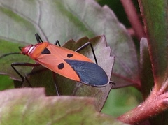 Dysdercus cingulatus