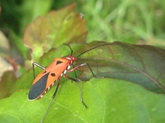 Dysdercus cingulatus