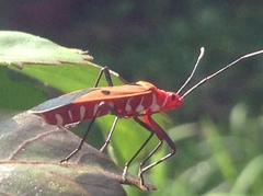 Dysdercus cingulatus