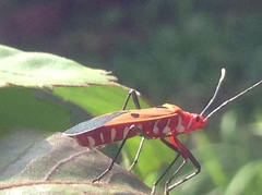 Dysdercus cingulatus