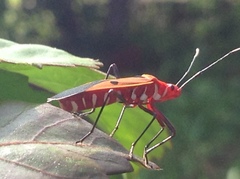 Dysdercus cingulatus