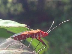 Dysdercus cingulatus