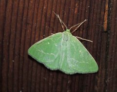 Thetidia smaragdaria