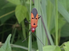 Dysdercus cingulatus