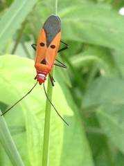 Dysdercus cingulatus