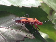 Dysdercus cingulatus