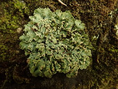 Heterodermia obscurata