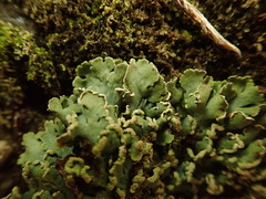 Heterodermia obscurata