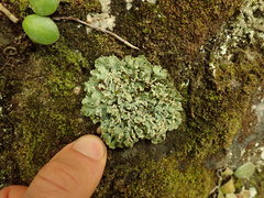 Heterodermia obscurata